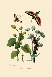 Privet Hawkmoth
